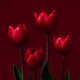 Tulips, Flower, Wales